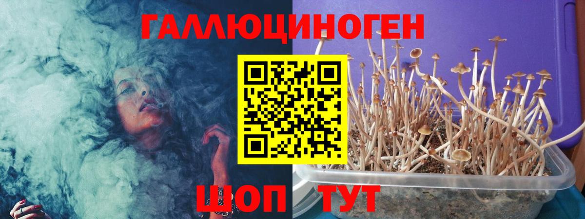 хочу наркоту  Галлюциногенные грибы Cubensis  Вход с VPN  Псилоцибиновые грибы Cubensis  Горно-Алтайск 